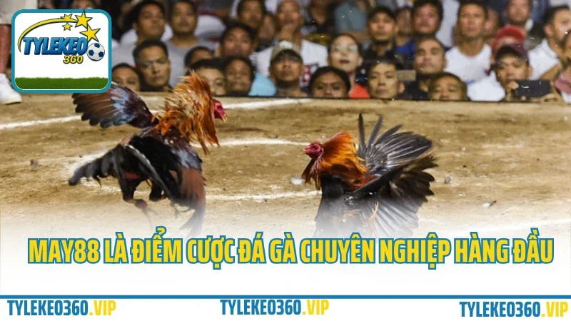 May88 – nhà cái đổi thưởng game bài, kèo thể thao hấp dẫn 2025 6 May88 là điểm cược đá gà chuyên nghiệp hàng đầu